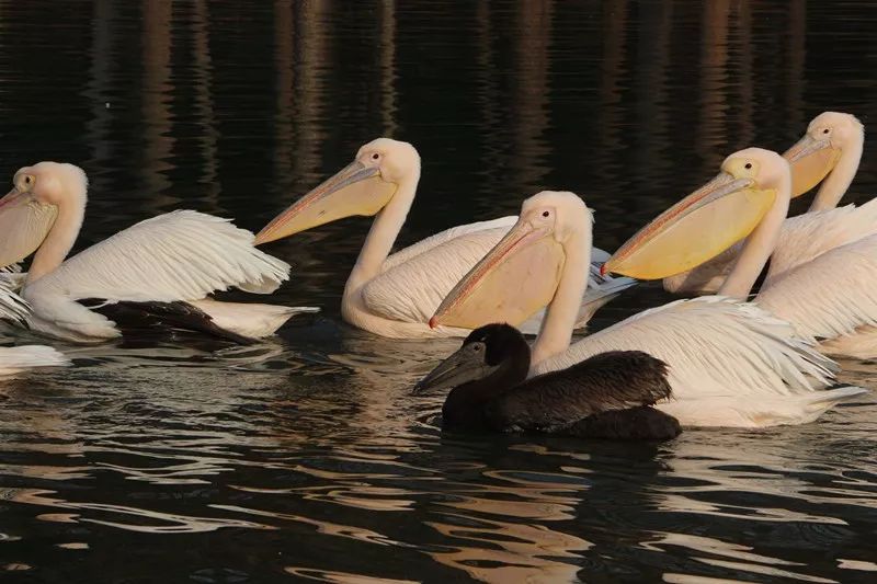 取暖器烤的腿上有红斑,冬天烤火小腿起红斑多久消失