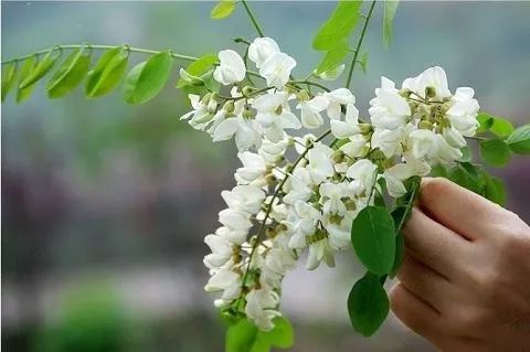 春天吃花要关注！吃错会中毒，头晕恶心呕吐，每年都有人中招