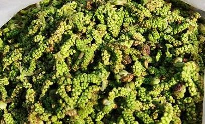 春天吃花要关注！吃错会中毒，头晕恶心呕吐，每年都有人中招