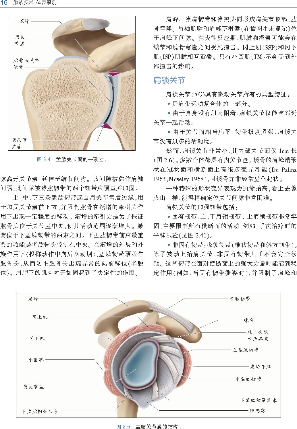 好书推荐|《触诊技术》---李哲人体科学团队---开年首发