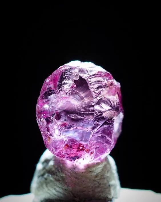 情人节趣味多肉,情人节多肉