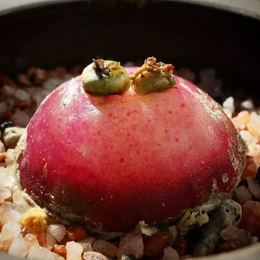 情人节趣味多肉,情人节多肉