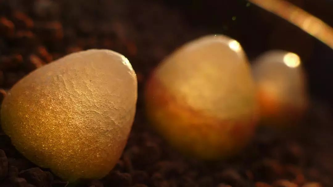 情人节趣味多肉,情人节多肉