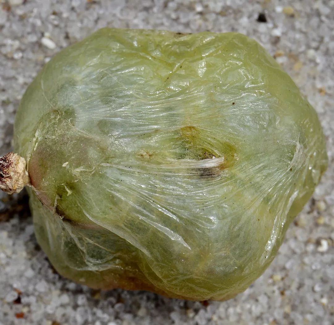 情人节趣味多肉,情人节多肉