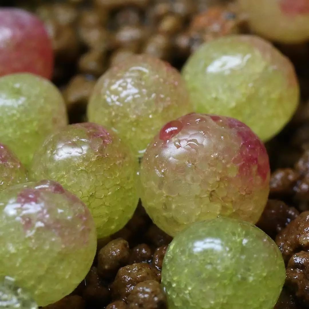 情人节趣味多肉,情人节多肉