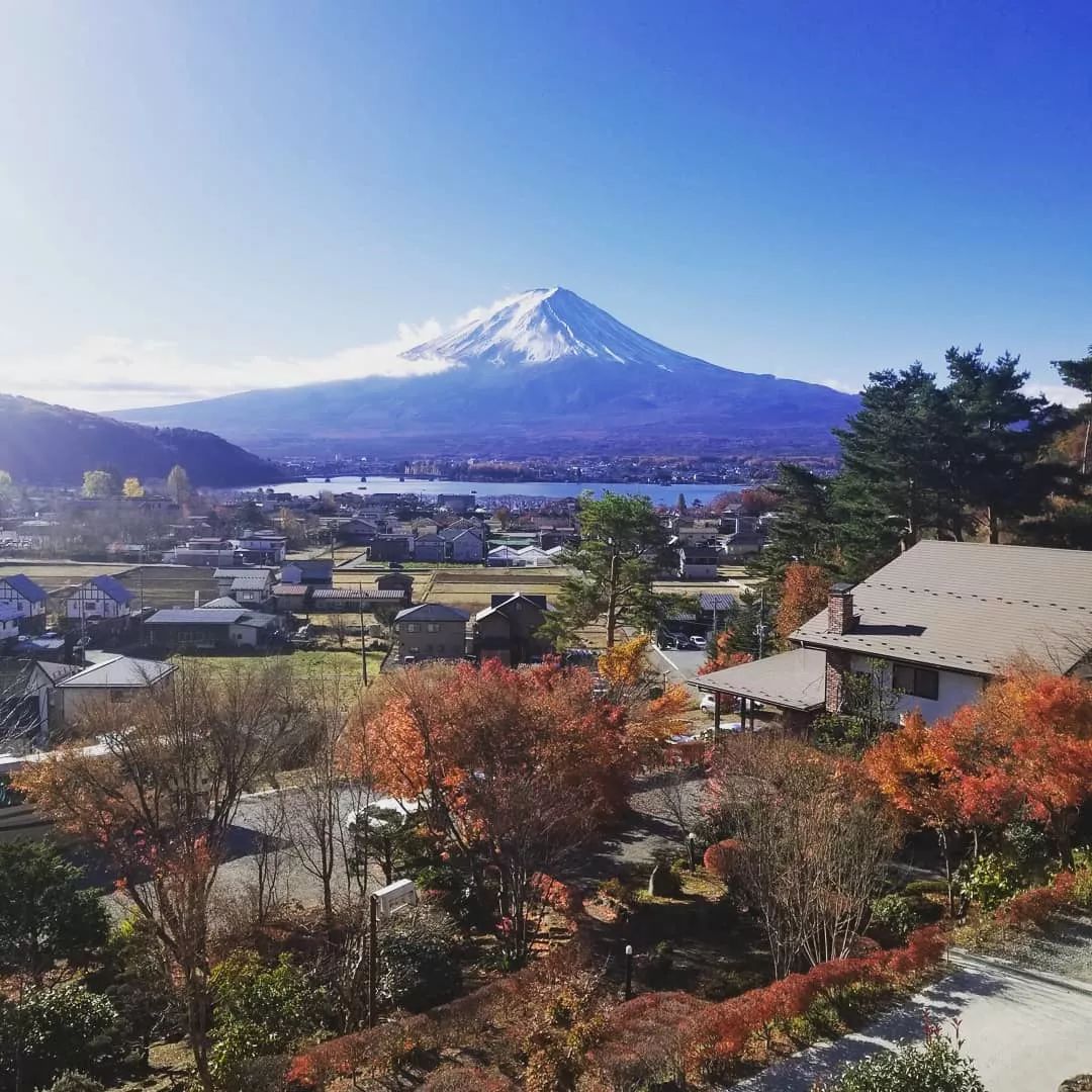 情人节趣味多肉,情人节多肉