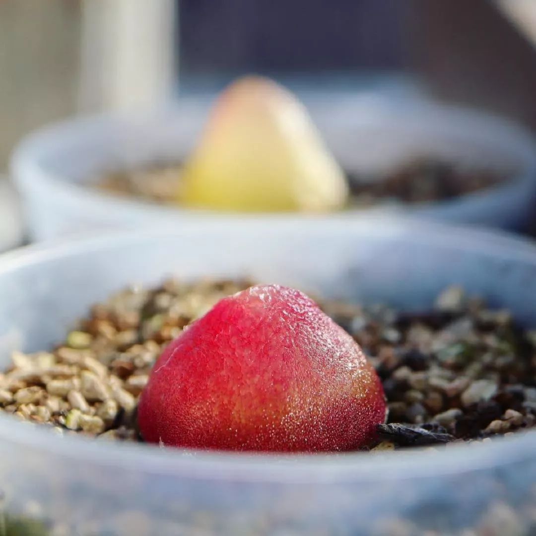情人节趣味多肉,情人节多肉