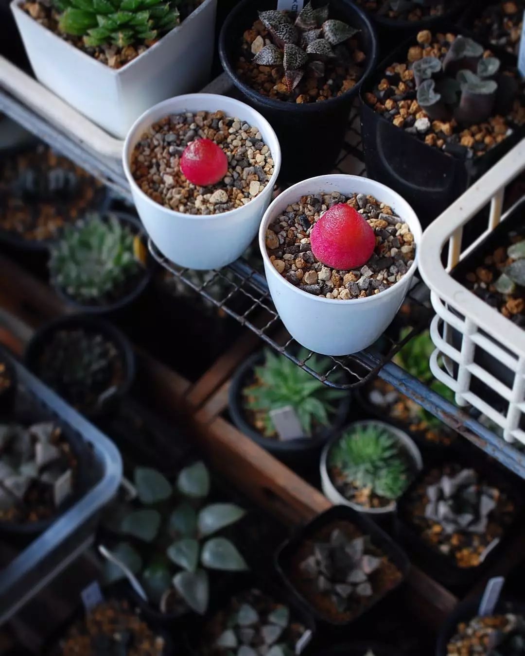 情人节趣味多肉,情人节多肉