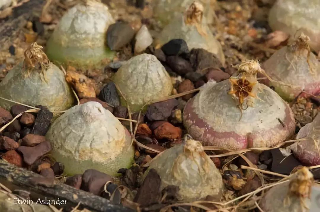 情人节趣味多肉,情人节多肉