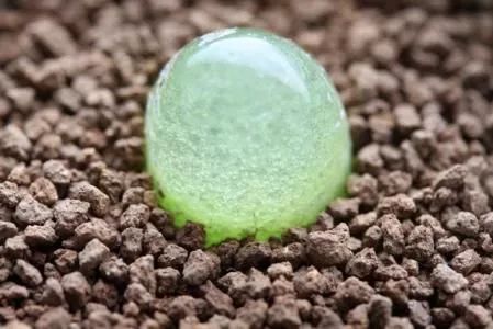 情人节趣味多肉,情人节多肉