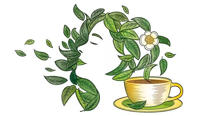 nature小甘菊,可以让心情变好的养生茶