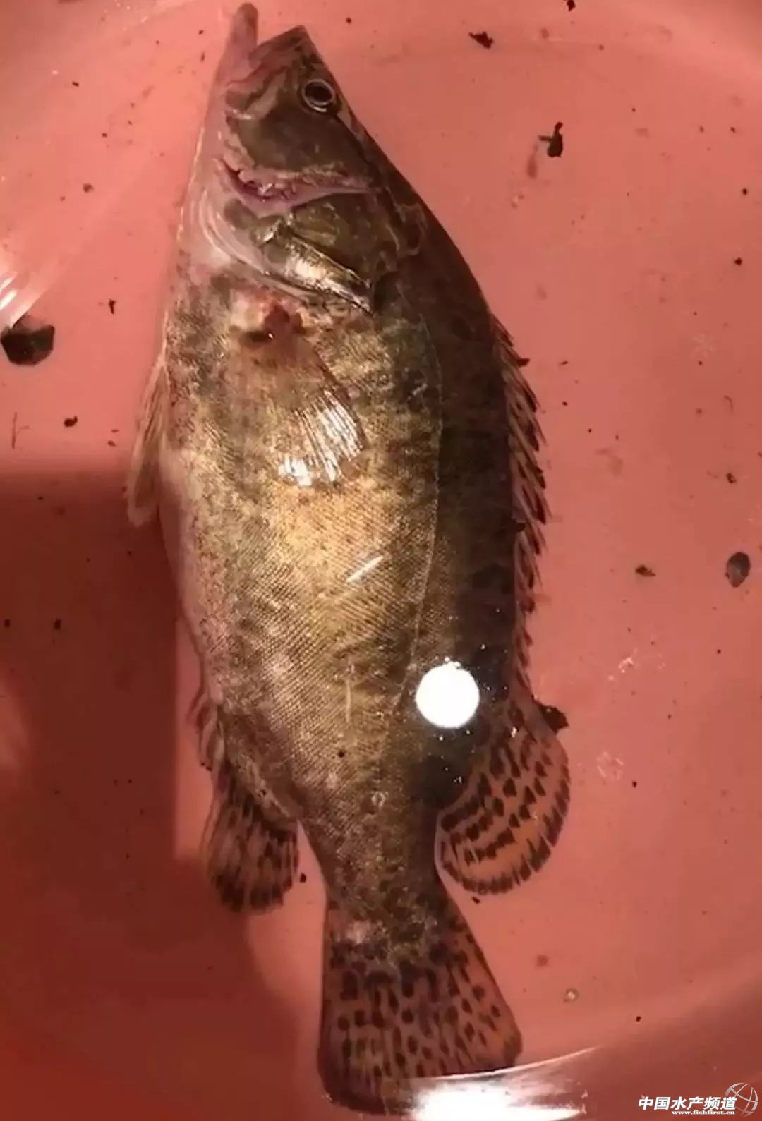 千亿鳜鱼产业,鳜鱼发展计划