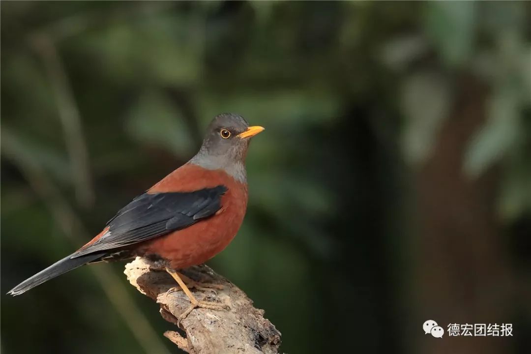 镜语德宏,瑞丽市勐秀乡户瓦山