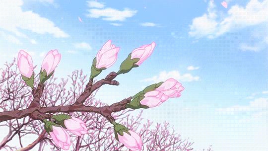 樱花季又来啦,樱花季来啦