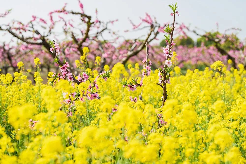 高新区体育公园规划,樱花湖体育公园效果图
