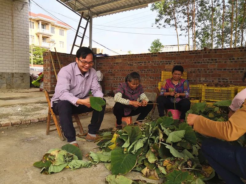 放弃高薪回农村种甘蔗,放弃高薪回农村种果树
