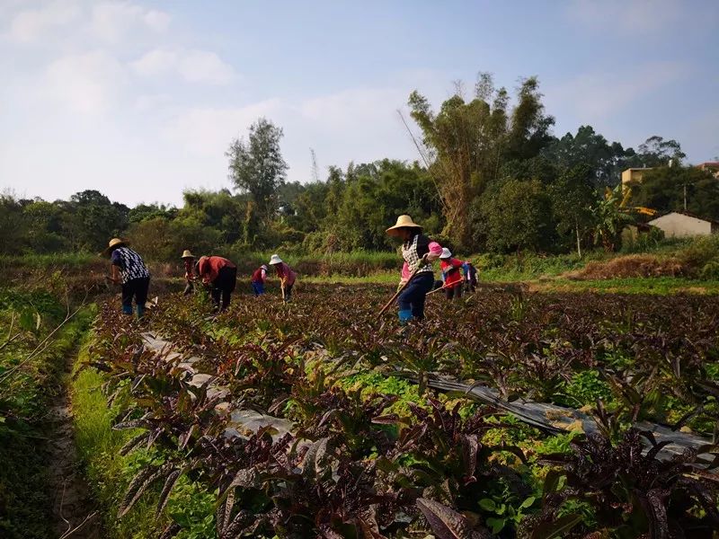 放弃高薪回农村种甘蔗,放弃高薪回农村种果树