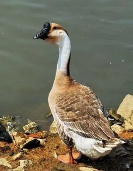 閲戝崕鍦伴亾缇庨,娴欐睙閲戝崕鍦伴亾缇庨