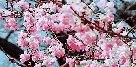 景点打卡石门花海,美哭了景区