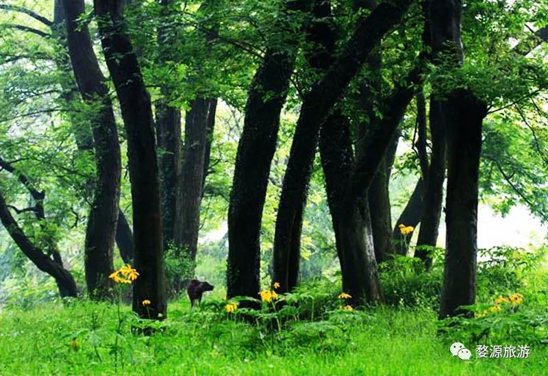 夏天婺源旅游攻略2天1晚,婺源旅游攻略三天两夜自由行