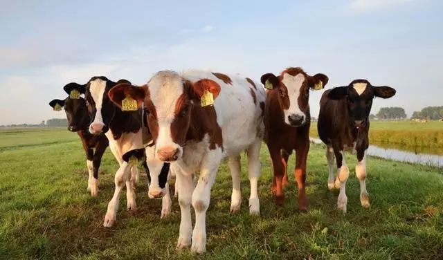 养牛的朋友们,养牛推荐看的书