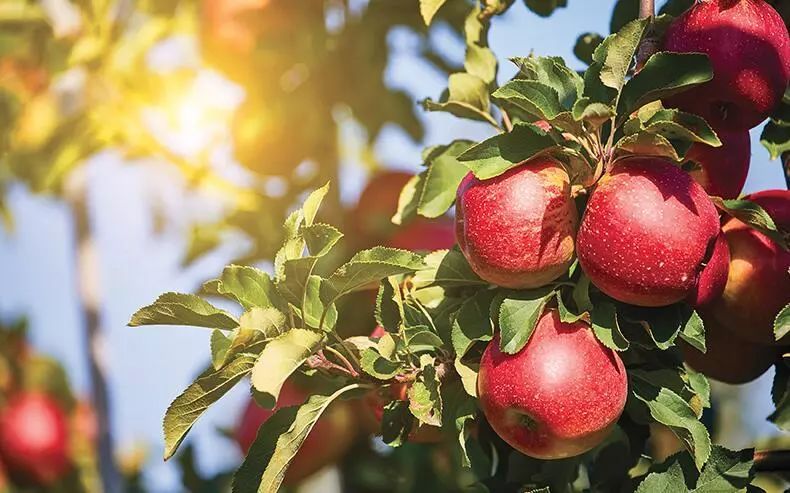 新西兰长期签证新政策,签证放宽