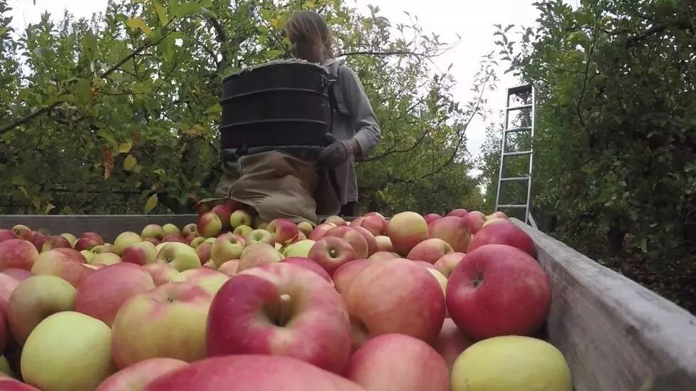 新西兰长期签证新政策,签证放宽