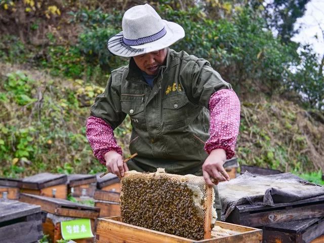 冬季才能酿得的“枇杷蜜”，甜润生津，稀少珍贵