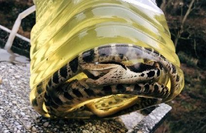 生吃蛇胆有什么疗效,清热解毒祛湿疹的草药