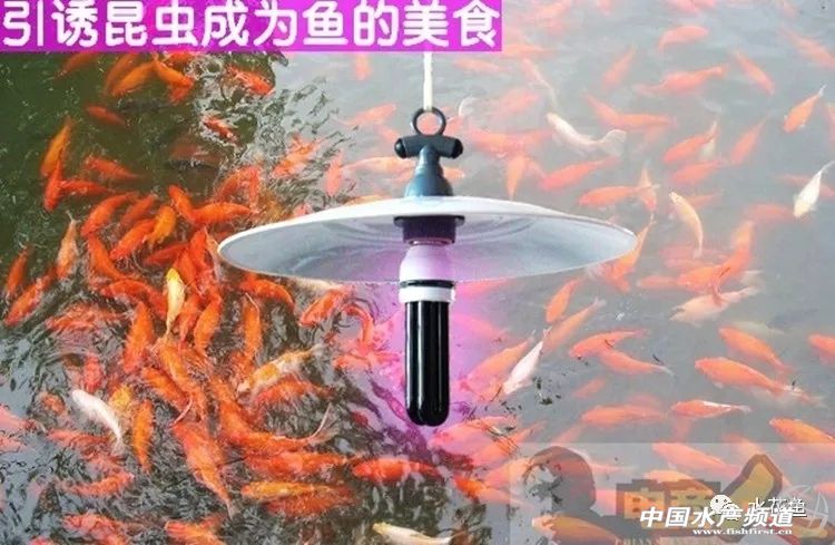 用灯光养树可以吗,用灯光可以养植物吗