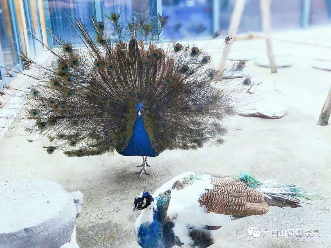 太白山凤凰温泉美食攻略,太白山温泉自助餐一体畅吃畅玩