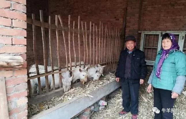 养羊和养牛哪个更赚钱前途好,养牛和养羊哪个赚钱更有前景