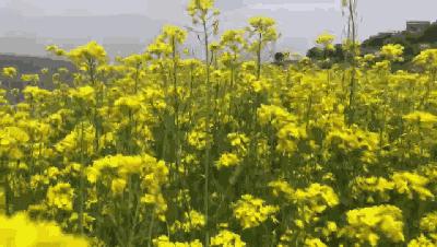 汉中5月玩的地方推荐,汉中四月好玩的地方推荐