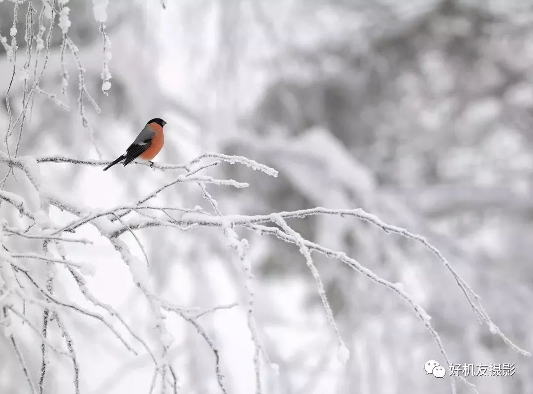 摄影中的意境是什么意思,摄影中的美学有哪些