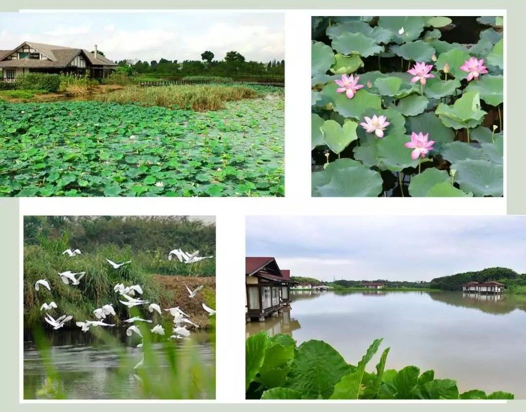 樱花季又来啦,樱花季来啦