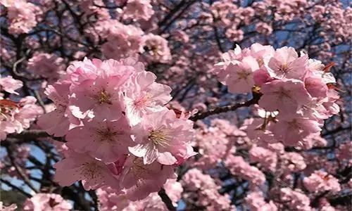 樱花季又来啦,樱花季来啦