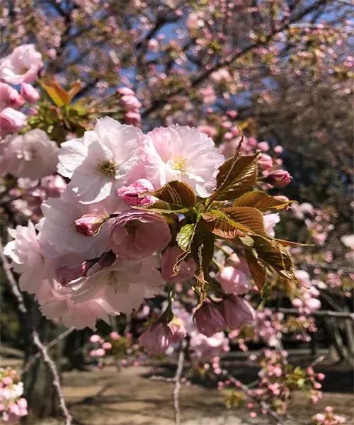 樱花季又来啦,樱花季来啦