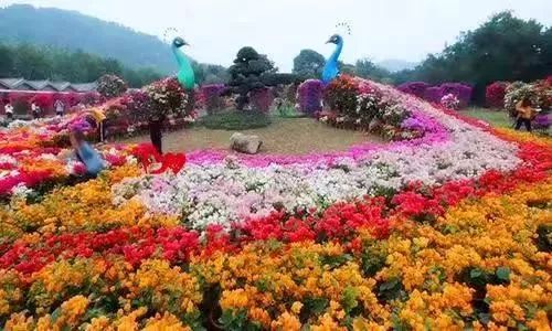 樱花季又来啦,樱花季来啦