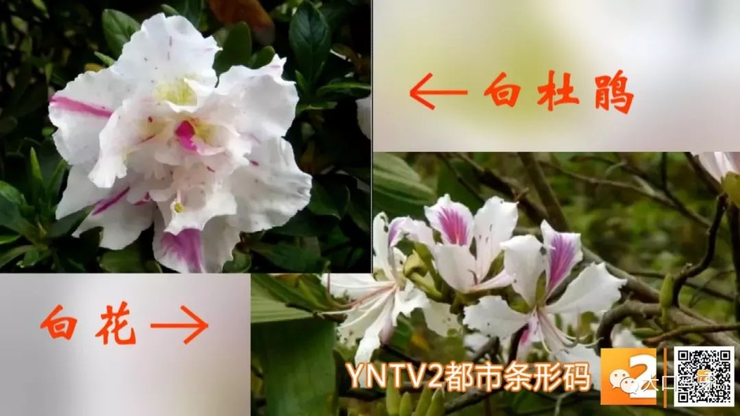 春天吃花要关注！吃错会中毒，头晕恶心呕吐，每年都有人中招