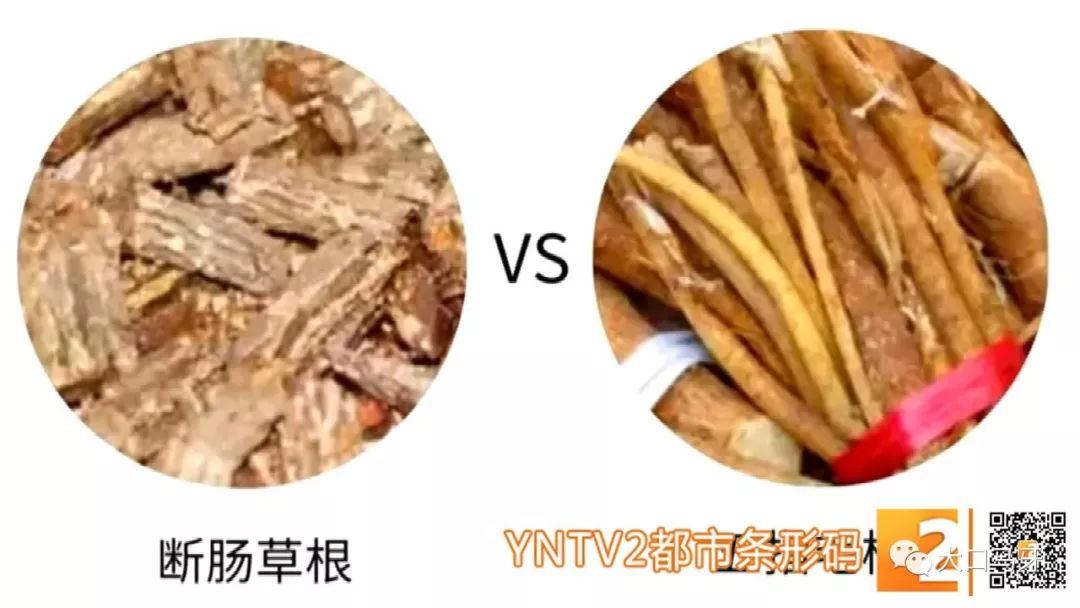 春天吃花要关注！吃错会中毒，头晕恶心呕吐，每年都有人中招