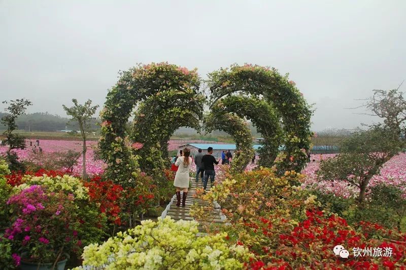钦州花卉小镇旅游攻略,北部湾花卉小镇最佳观赏时间