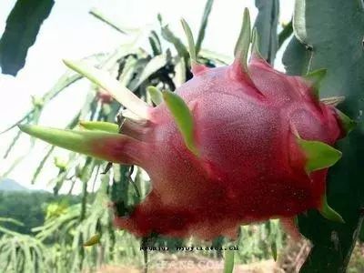 湛江市十大水果,湛江必吃的十大名果