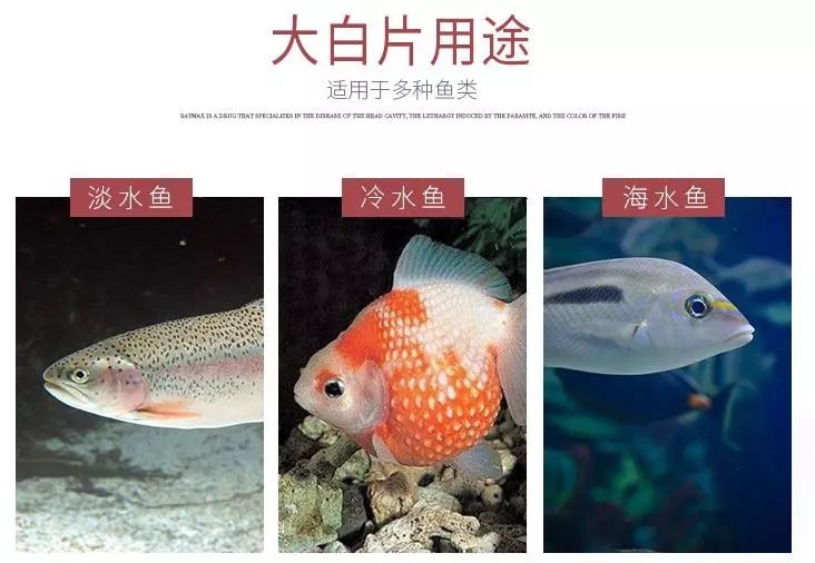怎么防止鱼得肠炎,解决鱼肠炎的老方法