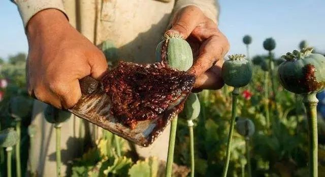 云南边境地区流行的“卡苦”是一种什么*品毒**？