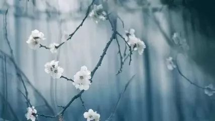 纳兰词共多少首,纳兰词100首全集