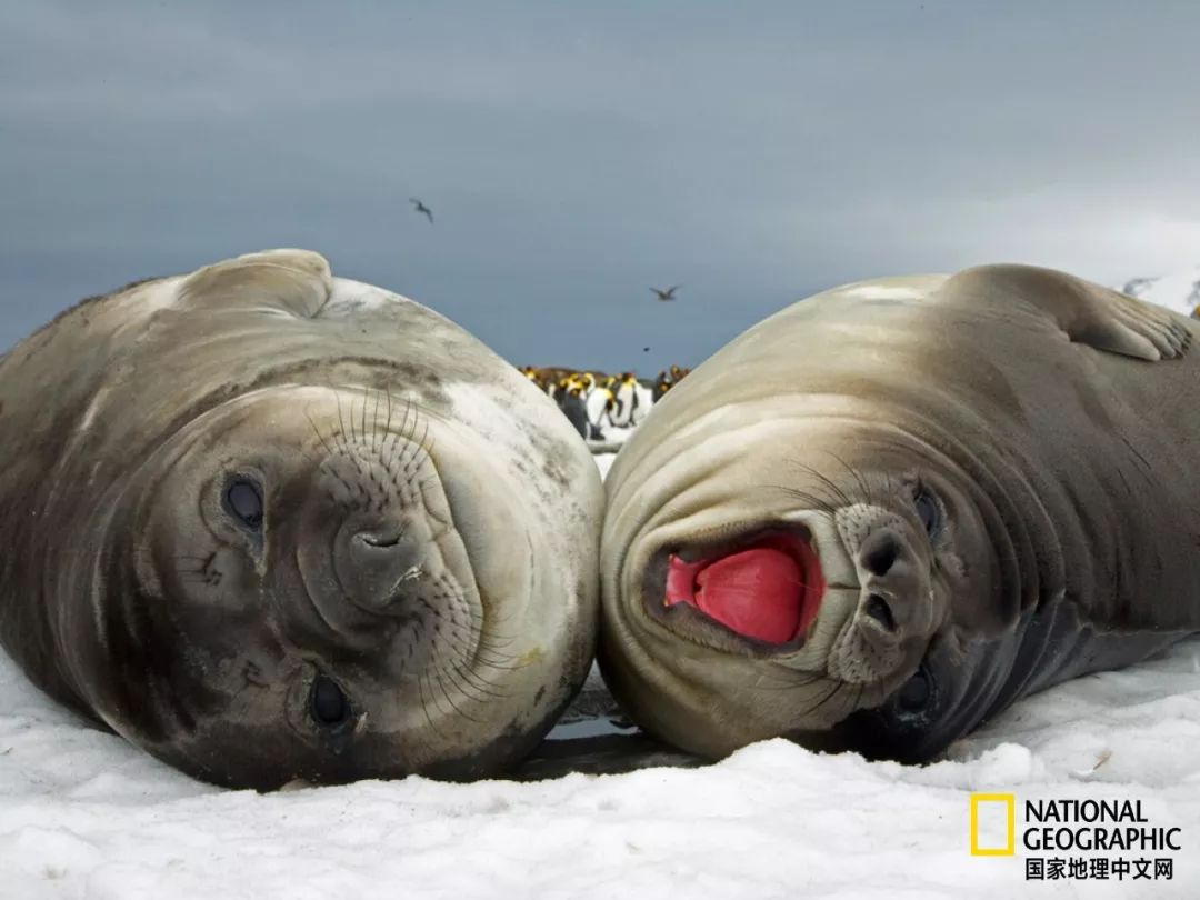 被这肉球萌得生无可恋，只想揉搓它