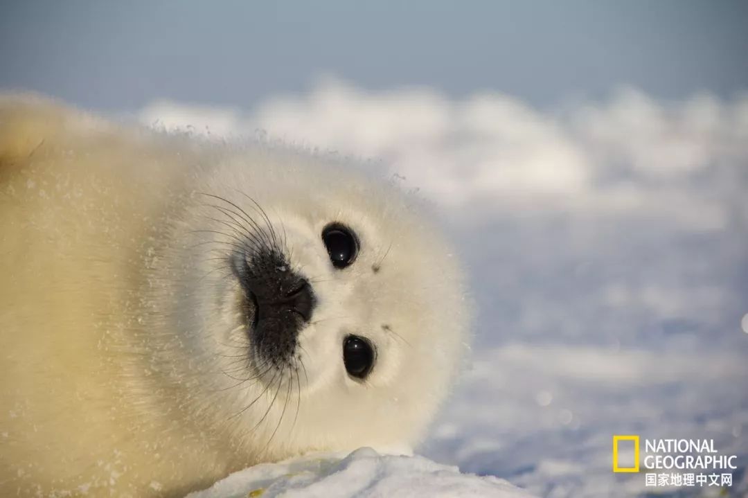 被这肉球萌得生无可恋，只想揉搓它