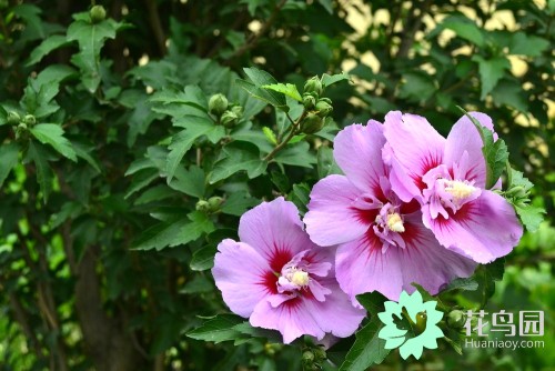 中国国花牡丹花争奇斗艳,牡丹国际公认的中国花