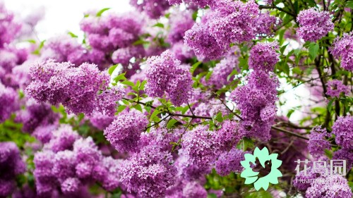 中国国花牡丹花争奇斗艳,牡丹国际公认的中国花