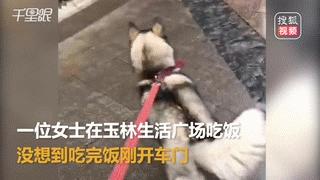 车事故原因不明能报保险吗,三者险300万撞法拉利